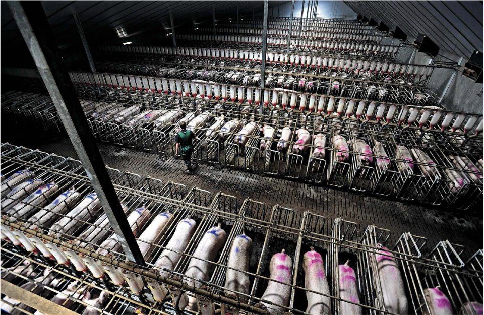 Sows confined to gestation crates.