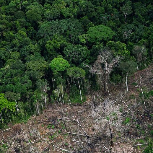 Deforestation in rainforest.